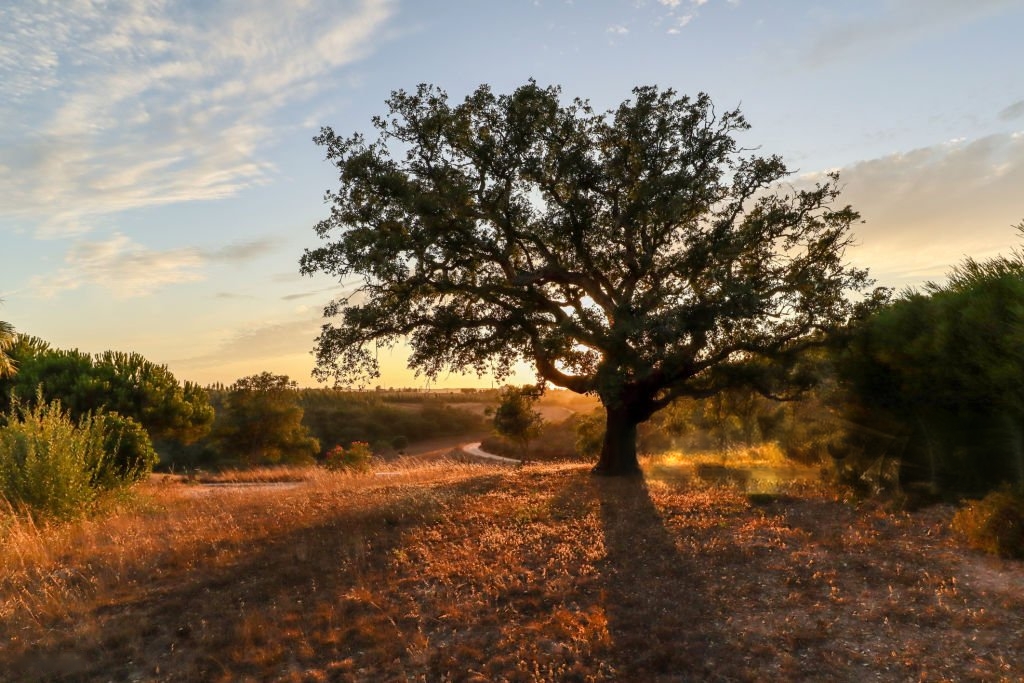 Chêne-liège au Portugal
